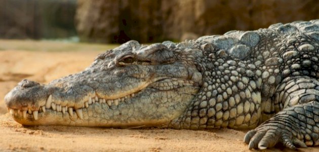 اهم 20 تفسير رؤيه التمساح في المنام لابن سيرين