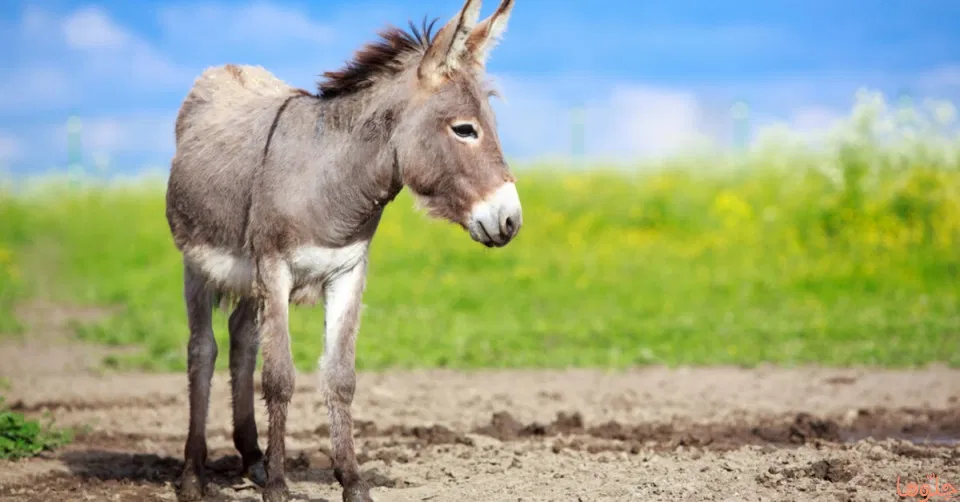 اعرف اكثر عن تفسير رؤيه الحمار في المنام لابن سيرين