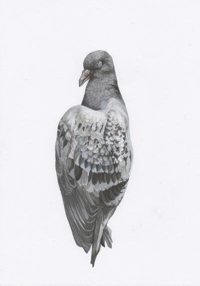 اعرف المزيد عن تفسير وجود حمامة ميتة في البيت