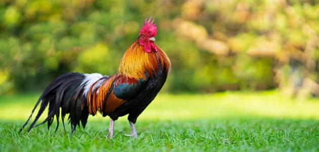 تعرف على تفسير رؤيه الديك في المنام لابن سيرين