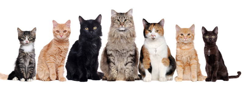 اعرف اكثر عن تفسير هجوم القطط في المنام لابن سيرين