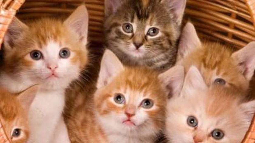 تفسير رؤيه القطط الصغيره في المنام لابن سيرين