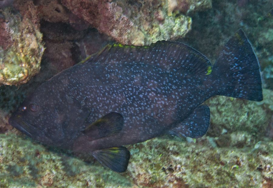 اعرف أكثر عن تفسير حلم السمك الميت لابن سيرين