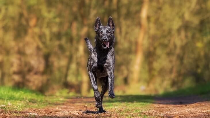 اعرف أكثر عن رؤية الحلم بكلب صغير لابن سيرين