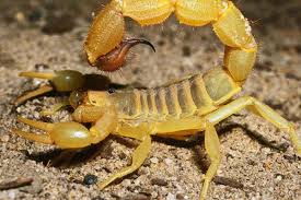 تعرف على أهم تفسيرات رؤية العقرب في الحلم لكبار العلماء