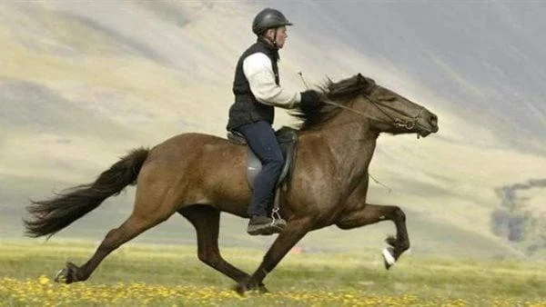 ما هو تفسير رؤية حلمت إني اركب خيل؟