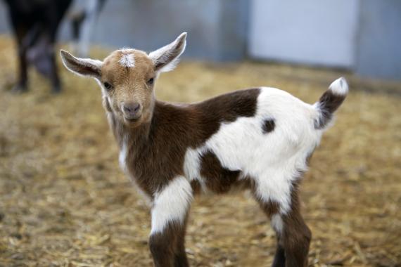 اعرف أكثر عن تفسير رؤية الماعز البني في المنام للمتزوجة لابن سيرين
