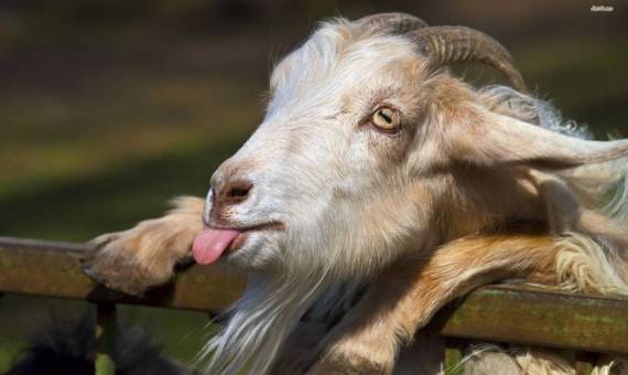 ما هو تفسير رؤية التيس في المنام عند ابن سيرين؟