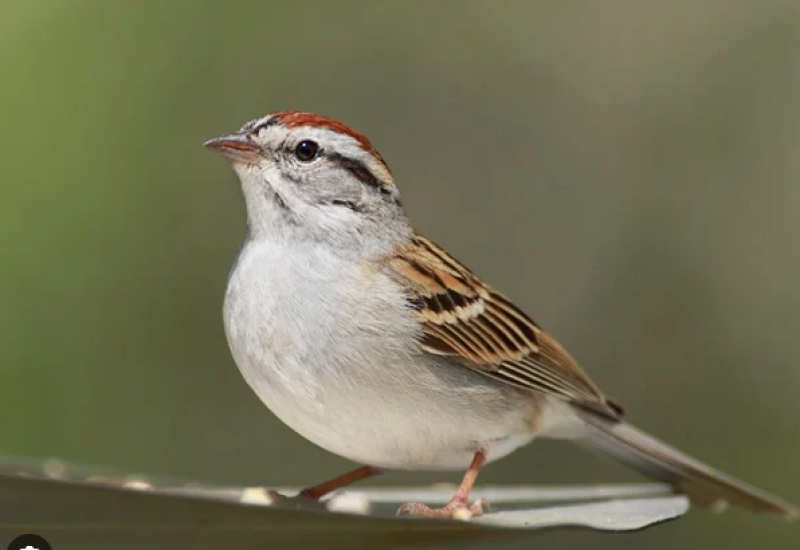 تعرف على أهم التأويلات المتعلقة برؤية العصافير في المنام للرجل