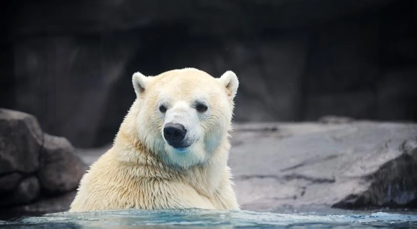 تعرف على أهم 20 تفسير عن رؤية الدب الابيض في المنام لابن سيرين