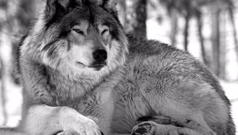 تعرف على أهم 10 تفسيرات عن رؤية الذئب الاسود في المنام عند ابن سيرين