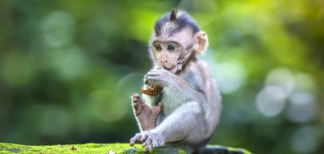 اعرف أكثر عن أهم دلالات تفسير رؤية القرد في المنام عند ابن سيرين