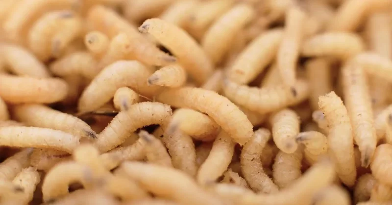 تعرف على تفسير رؤيا الدود في المنام عند ابن سيرين