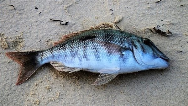 ما هي أهم الدلالات التي أقرها بابن سيرين عن تفسير حلم السمكه الكبيره؟